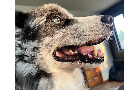 dog sitter pet care