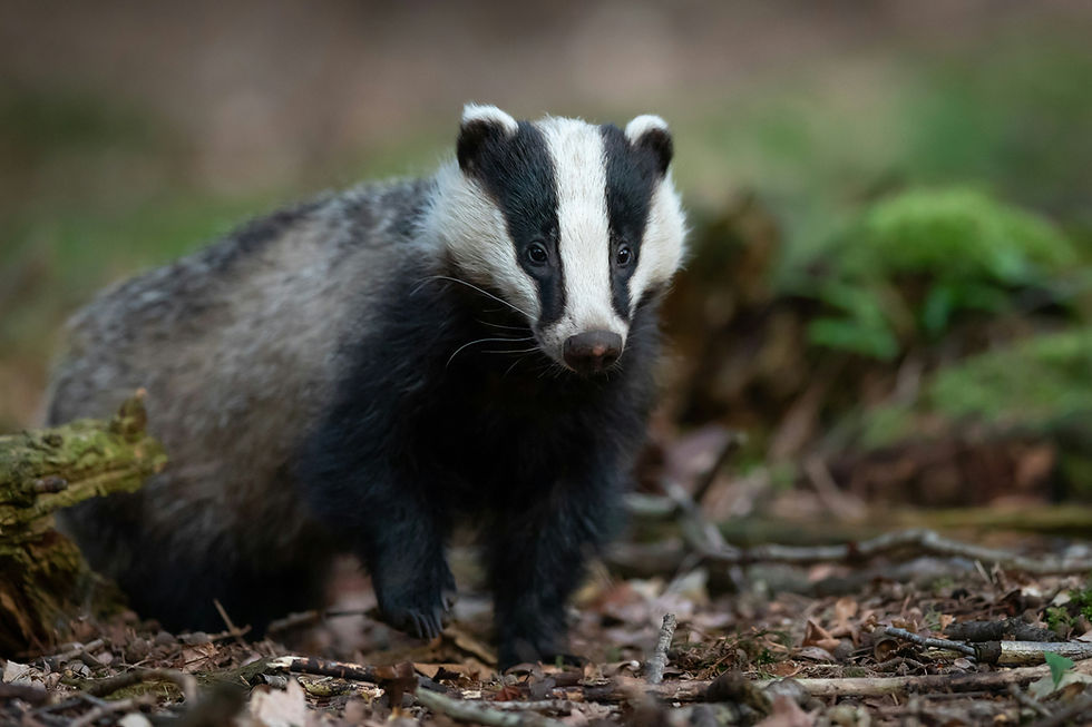 A badger in a rural setting