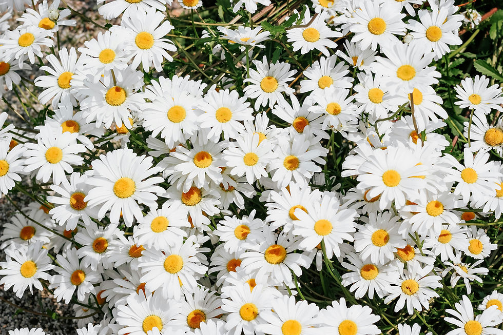 Close up of daisies
