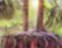 trees-web_edited.jpg