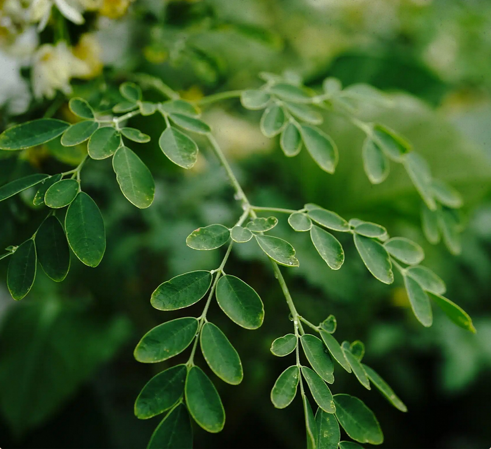 Screenshot 2026-02-03 at 23-23-02 Moringa Wirkung Natürliche Pulver und Tees aus Asien ent