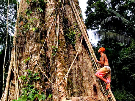 TREESPIRIT | On a sacred Cumaru in the Amazon