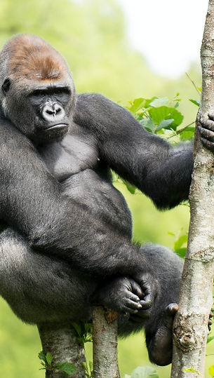 pexels-david-atkins-6194629 (5).jpg