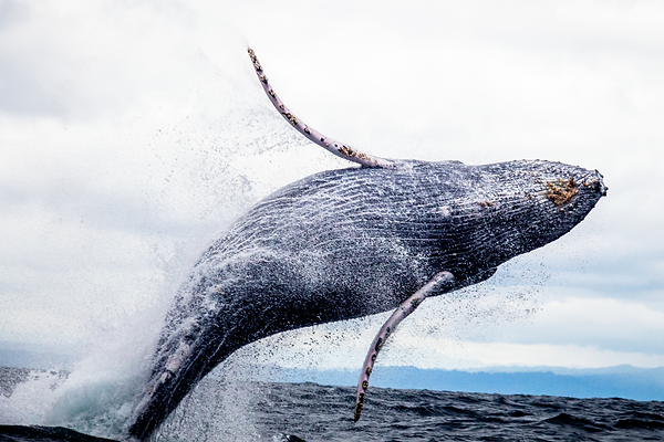 pexels-silvana-palacios-3635870_edited.p