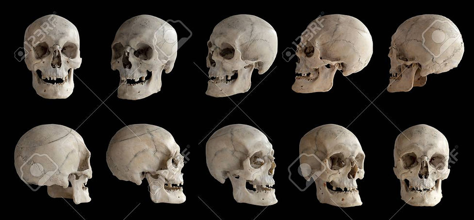 skull from every angle.jpg