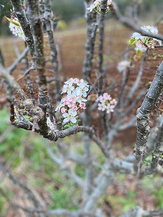IMG_5403.jpeg Pyrus “Spright” 