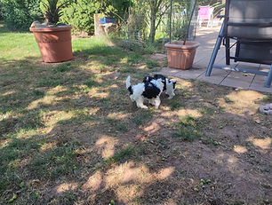 2025_08_20_Zwergpudelwurf (9).jpeg