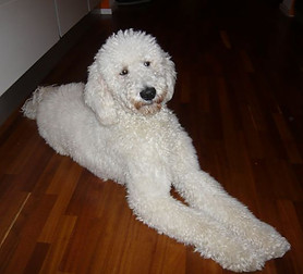 Ursus - Finn (3).JPG