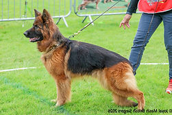 Tyana de l'Etoile Chanceuse_edited.jpg