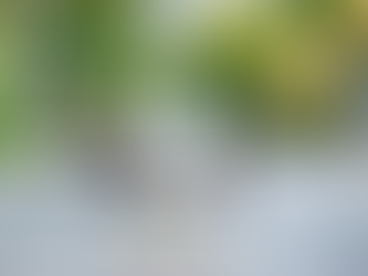 Eyes on Bridgestone World Solar Challenge 2023