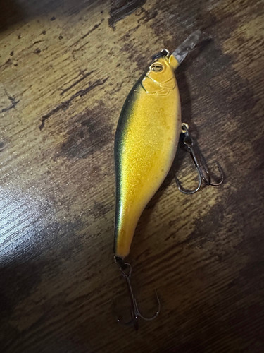 Gold shad