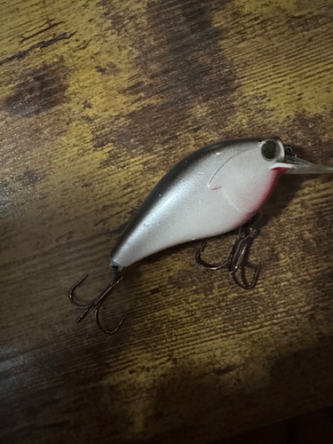Red throat shad