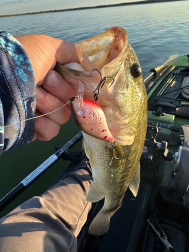 Bloody shad 2.0