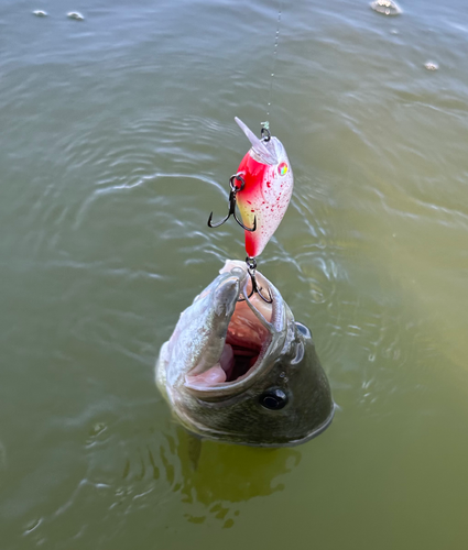 Bloody chartreuse bloody shad