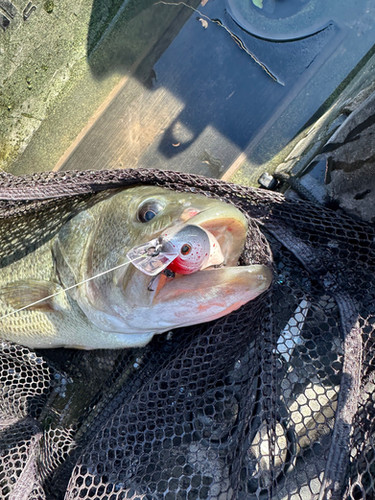 Bloody shad