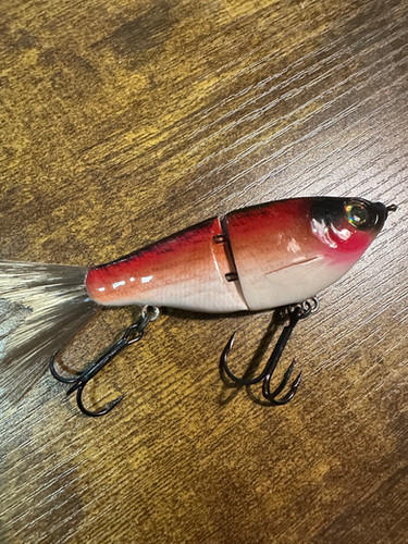 Red shad