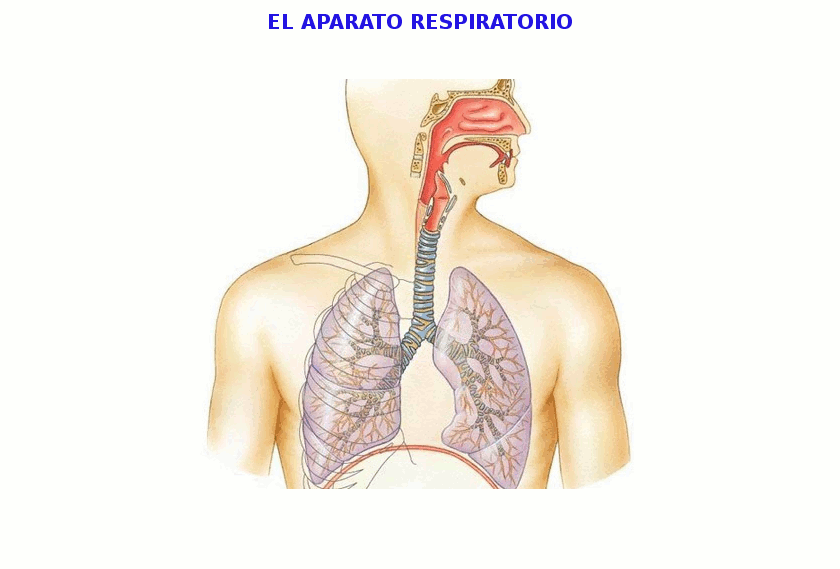 aparato-respiratorio.gif