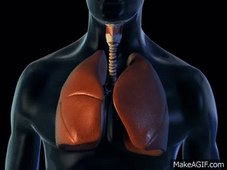 Respiratorio GIF.gif