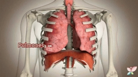 loa pulmones.gif
