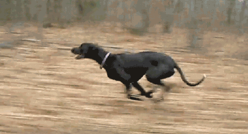 perro-corriendo.gif