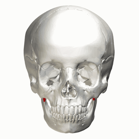 Coronoid_process_of_Mandible.gif