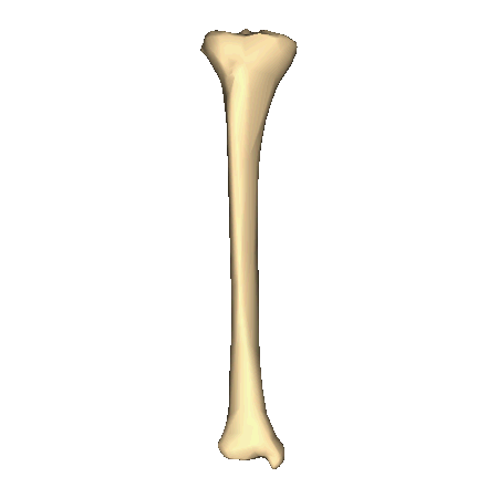 Right_tibia_-_close_up_-_animation.gif