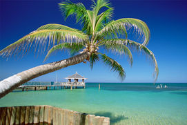 Palm tree over a pier in the Bahamas