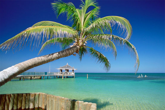 Palm tree over a pier in the Bahamas