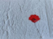 Coquelicot