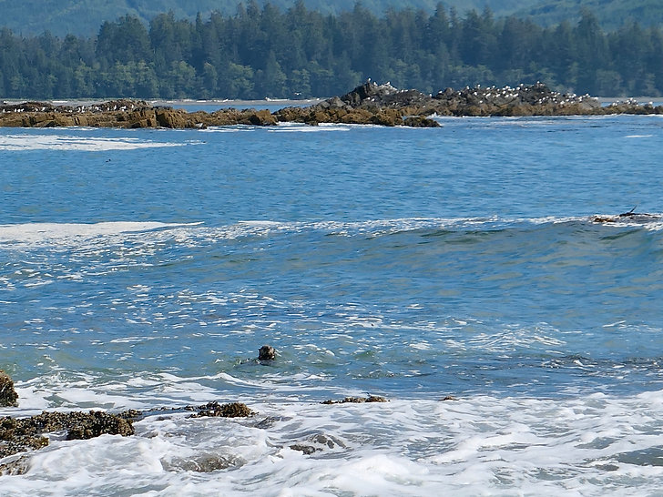 Side Bay otters & wildlife | bikepacking west from Port Alice | cycle touring north Vancouver Island