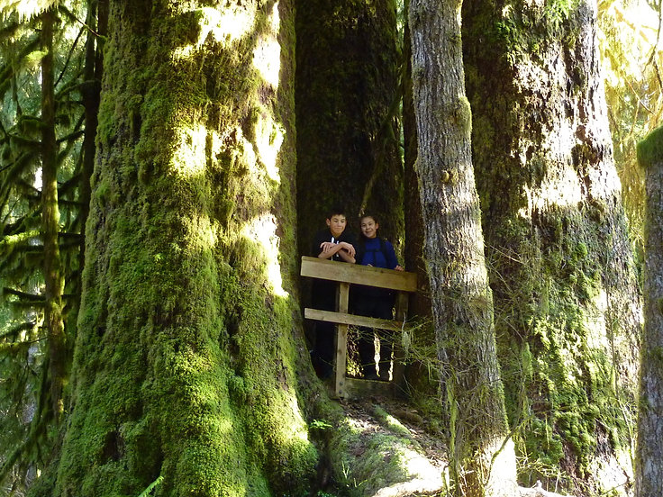 Giant old growth trees at Carmanah Walbran, on backroads camping trip, SW Vancouver Island