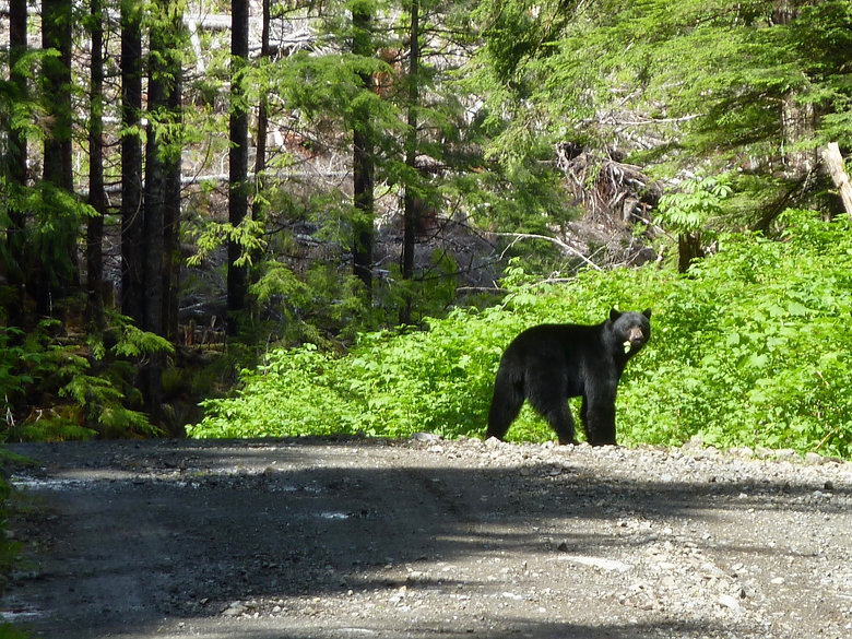 Roadside bear, near Coal Harbour, backroad bikepacking, north Vancouver Island
