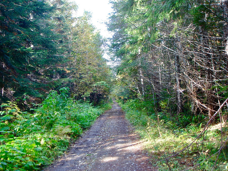 Road to Oshinow Lake | Strathcona Provincial Park | Fav bikepacking ride | cycle touring Vancouver Island