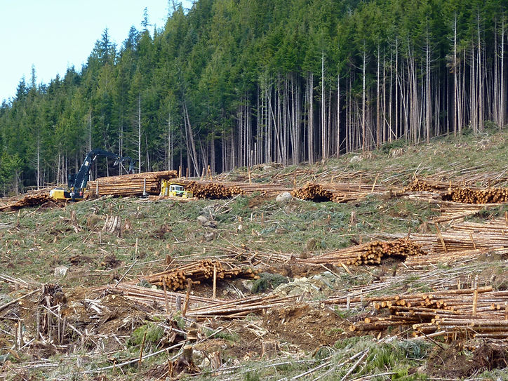 Logs stacked at roadside for trucks to pick up. Bikepacking & cycle touring the backroads west of Port McNeill, north Vancouver Island