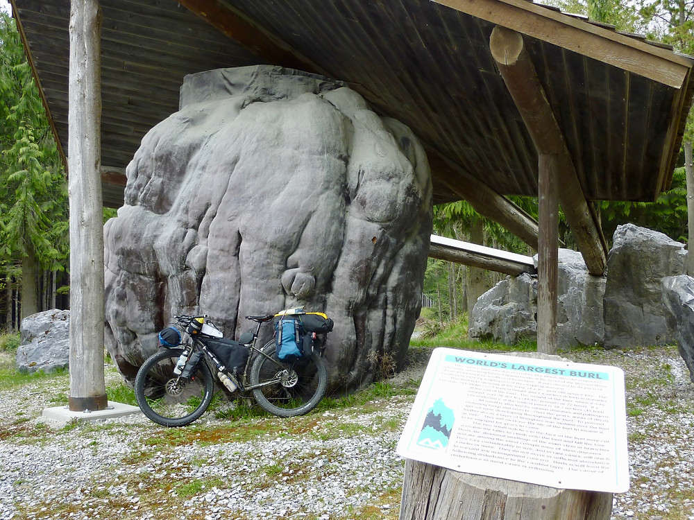 World's largest burl, north of Port McNeill