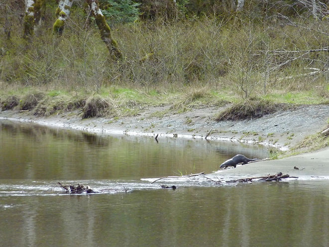 River otter along Salmon River | Memekay Main near Sayward | cycle touring north Vancouver Island