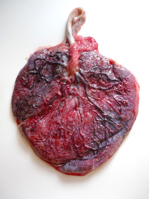 placenta.jpeg