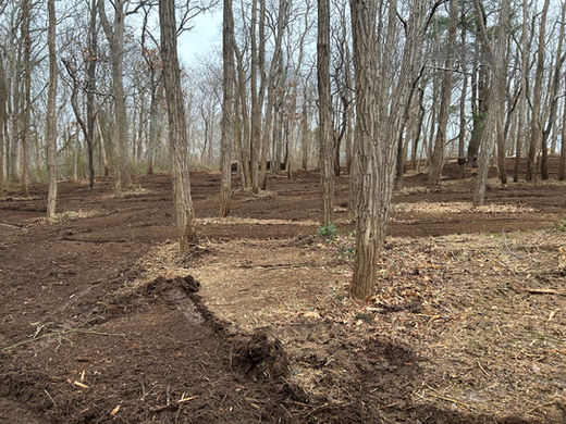 Mulched Land