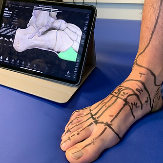 bodymapper (1).png