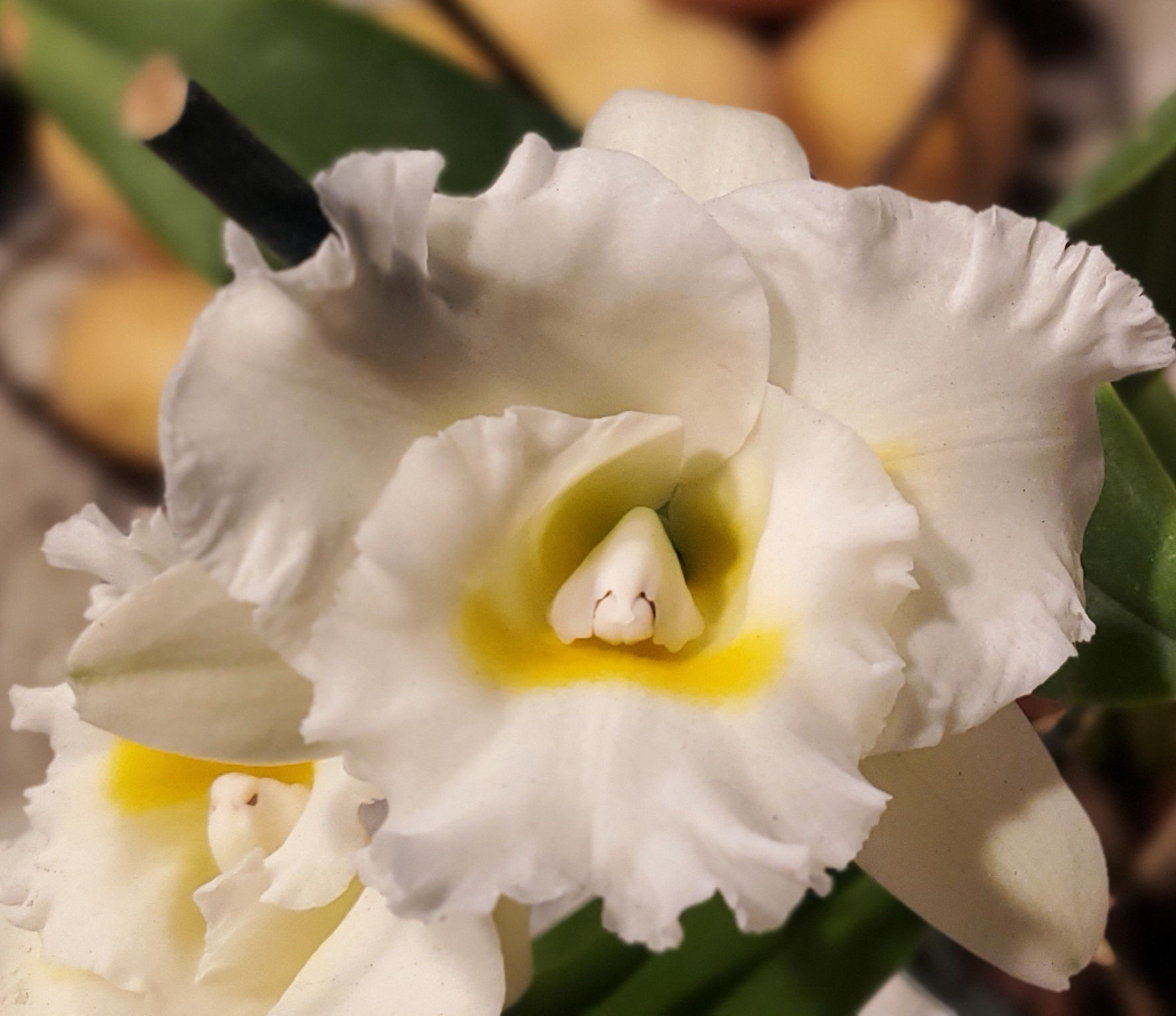 Bc Orchid Island Charm ‘OC’ JC/AOS