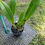 Thumbnail: Blc Fort Watson ‘Mendenhall’