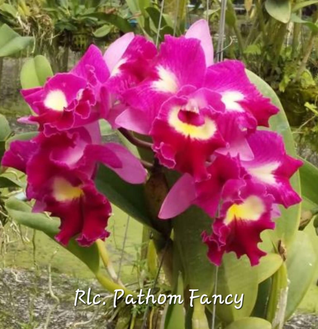 Rlc. Pathum Fancy bareroot import 