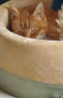 Sunny after Reiki.PNG