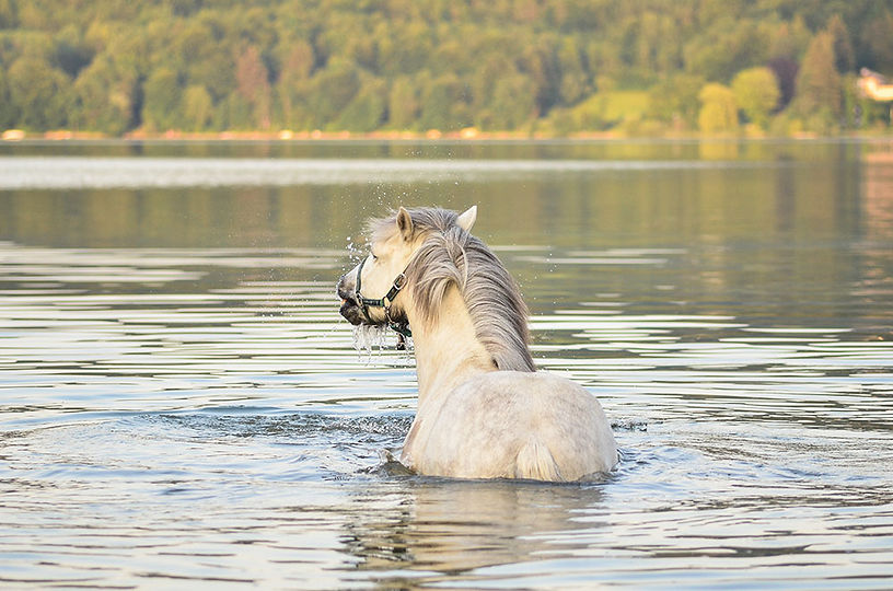 Pferd vergnügt im Wasser