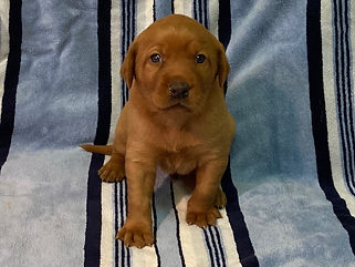 Glorys puppies 3 weeks old