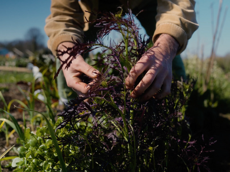 Hands tending leafy greens in a garden on a sunny day. Person wears a tan jacket. Green and purple plants, with blurred background.