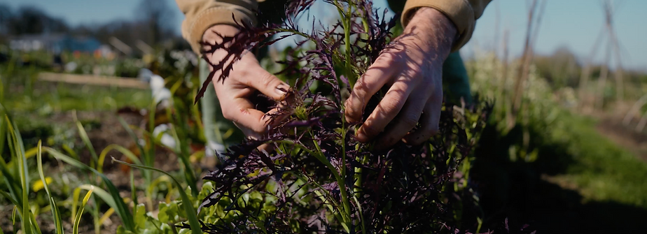 Hands tending to leafy plants in a garden