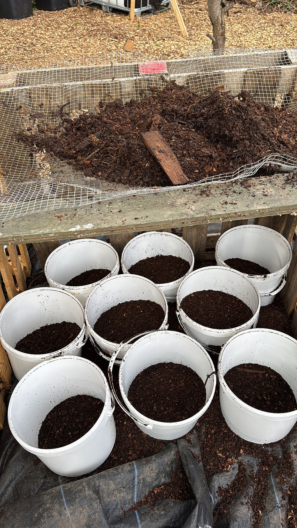 White buckets filled with soil are arranged below a raised compost pile covered with wire mesh in a garden setting with wood chips.
