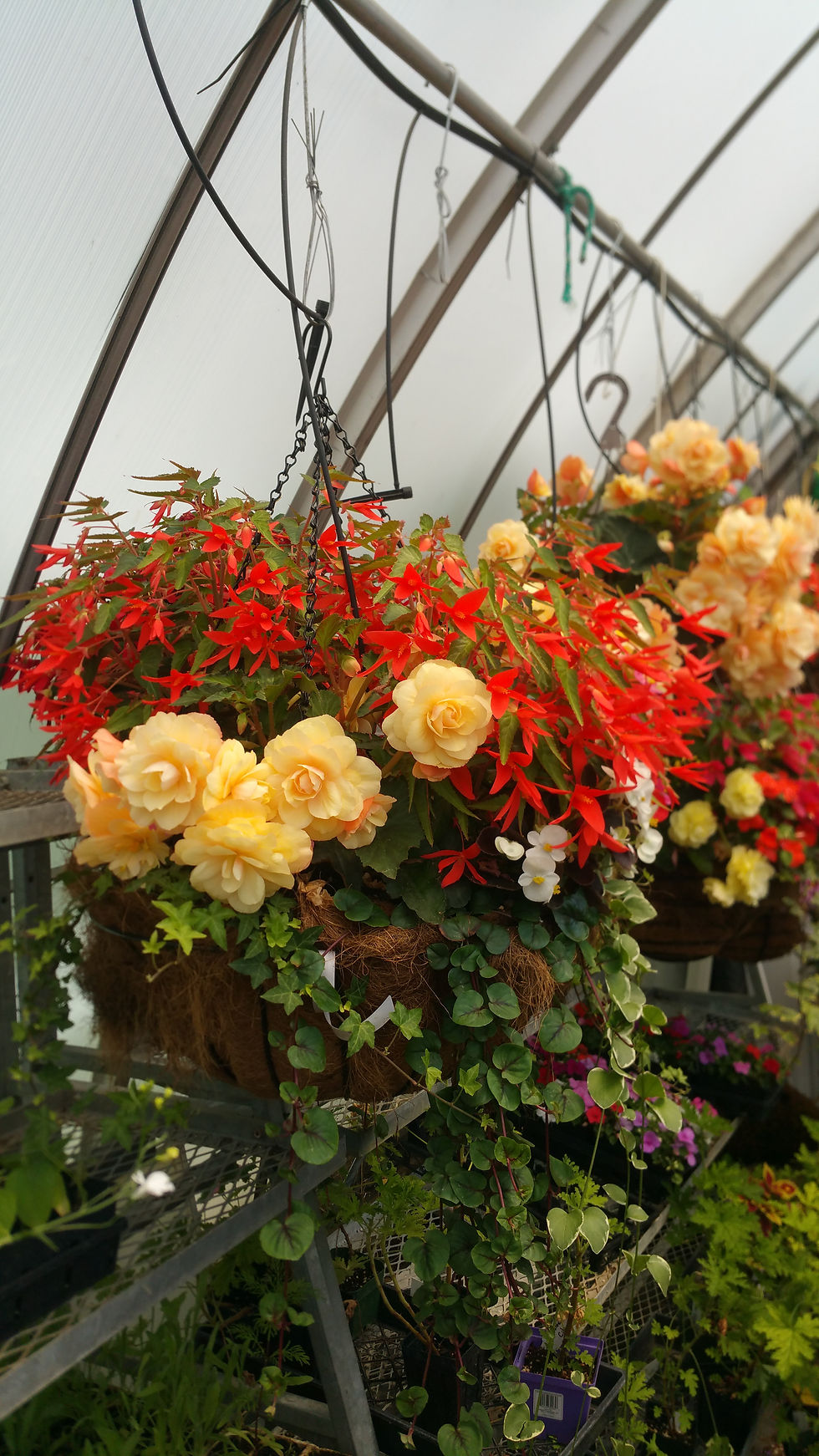 colors of summer (4)