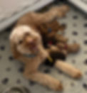 Luna's litter 3 June 23.jpg